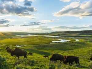 Article créer une llc dans le Wyoming - Paysage avec des bisons d'Amérique